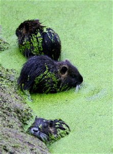 Nutria young

You are free to use this image with the following photo credit: Peter Pearsall/U.S. Fish and Wildlife Service
