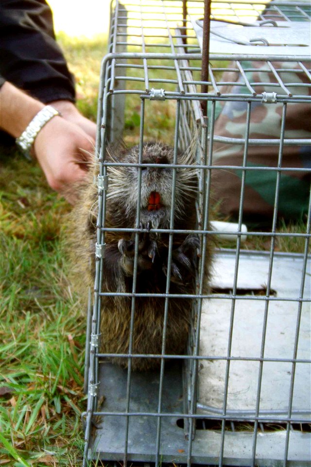 Image title: A caged nutria awaits tagging
Image from Public domain images website, http://www.public-domain-image.com/full-image/fauna-animals-public-domain-images-pictures/nutria-pictures/a-caged-nu