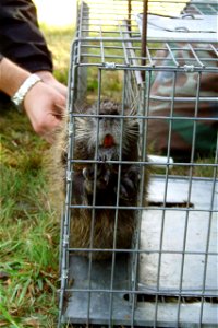 Image title: A caged nutria awaits tagging Image from Public domain images website, http://www.public-domain-image.com/full-image/fauna-animals-public-domain-images-pictures/nutria-pictures/a-caged-nu photo
