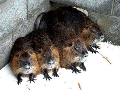 Image title: Close up of nutria or coypu myocastor coypus
Image from Public domain images website, http://www.public-domain-image.com/full-image/fauna-animals-public-domain-images-pictures/nutria-pict