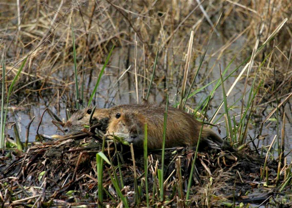 Image title: Invasive animal mammal specie nutria myocastor coypus
Image from Public domain images website, http://www.public-domain-image.com/full-image/fauna-animals-public-domain-images-pictures/nu