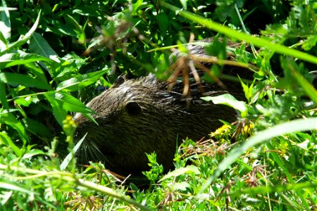 Image title: Nutria animal mammal myocastor coypus Image from Public domain images website, http://www.public-domain-image.com/full-image/fauna-animals-public-domain-images-pictures/nutria-pictures/nu photo