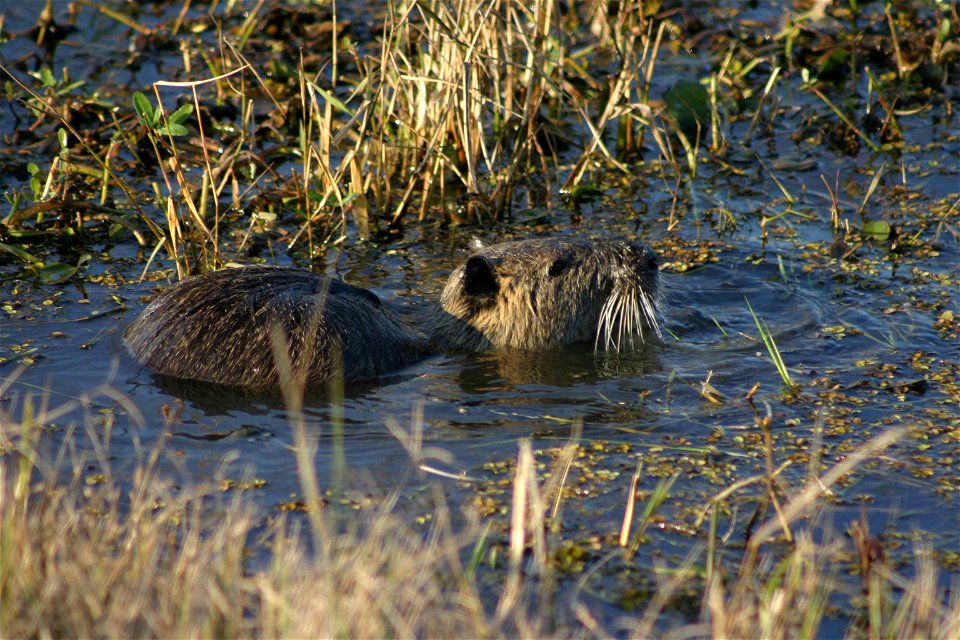 Image title: Nutria mycastos coypus in small clear area in vegetation in water
Image from Public domain images website, http://www.public-domain-image.com/full-image/fauna-animals-public-domain-images