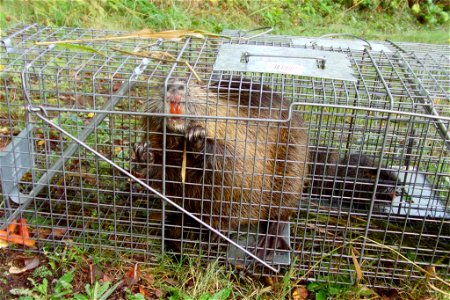 Image title: The animals are trapped
Image from Public domain images website, http://www.public-domain-image.com/full-image/fauna-animals-public-domain-images-pictures/nutria-pictures/the-animals-are-