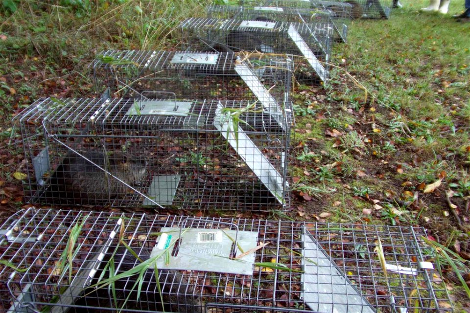 Image title: These nutria were safely trapped the night before and will be tagged
Image from Public domain images website, http://www.public-domain-image.com/full-image/fauna-animals-public-domain-ima