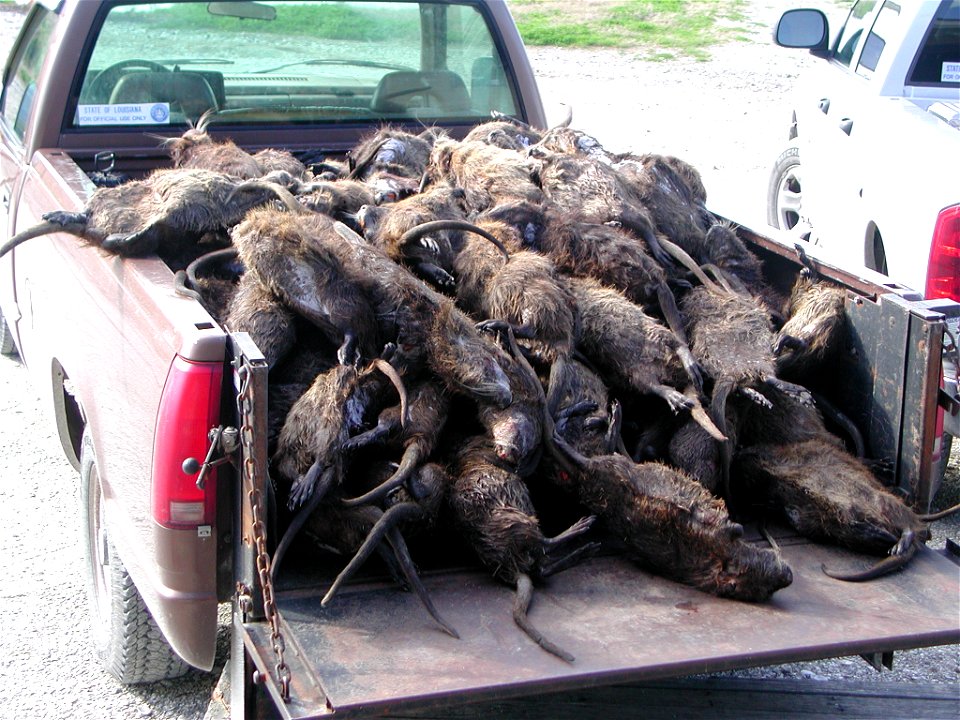 These nutria (a.k.a. 'coypus'- Myocastor coypus<i\>) were killed as part of a population control program at Rockefeller Wildlife Management Area, Louisiana, USA.   They were stored in a freezer 