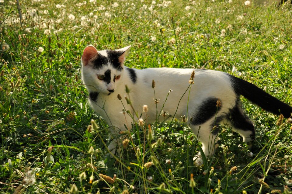 Cat cute garden