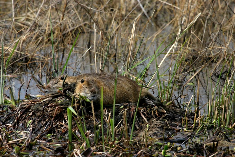 Image title: Two nutria mycastor coypus animals at edge of water on mat of plant matter
Image from Public domain images website, http://www.public-domain-image.com/full-image/fauna-animals-public-doma
