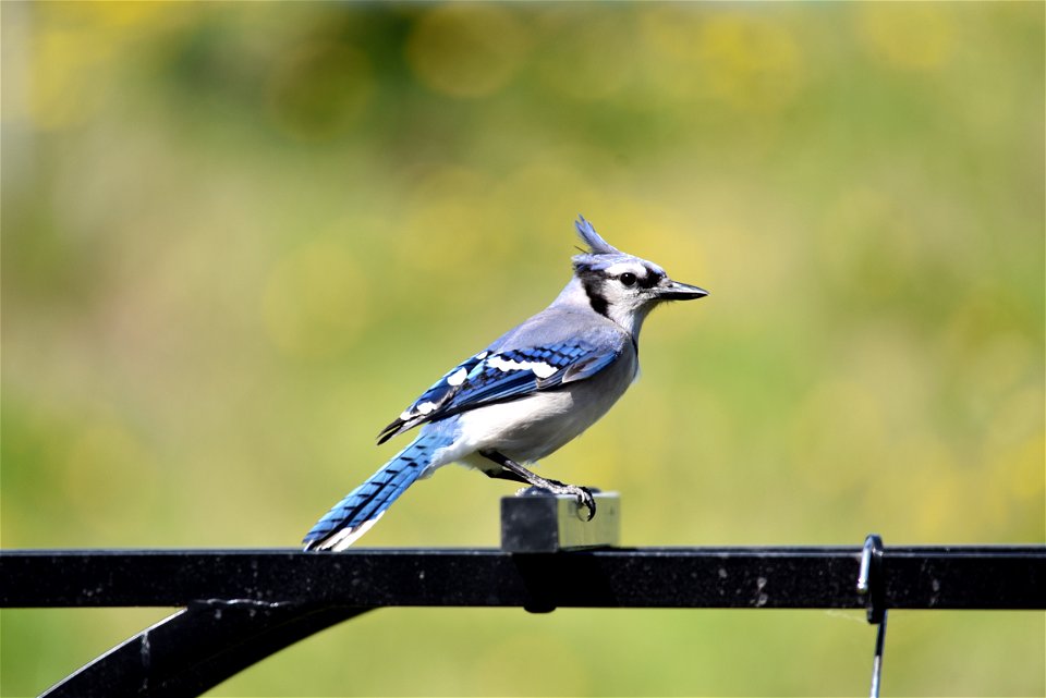 Blue jay photo