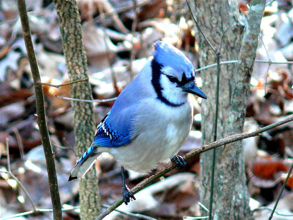 A Blue Jay (Cyanocitta cristata) perched on a tree branch.Photo taken with a Panasonic Lumix DMC-FZ50 in Johnston County, North Carolina, USA.