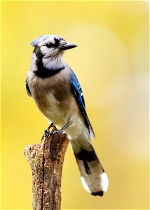 NPS | N. Lewis Golden light—from a maple in the last throes of fall—shines behind a handsome Blue Jay. (K0A9022) photo