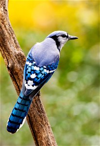 NPS | N.Lewis Blue goes well with fall colors! (KOA8968) photo