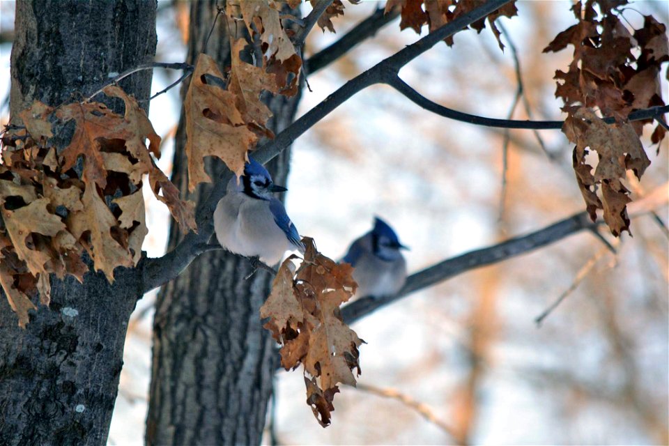 These blue jays were spotted hanging out at Necedah National Wildlife Refuge in Wisconsin.

Photo by Katie Goodwin/USFWS.
