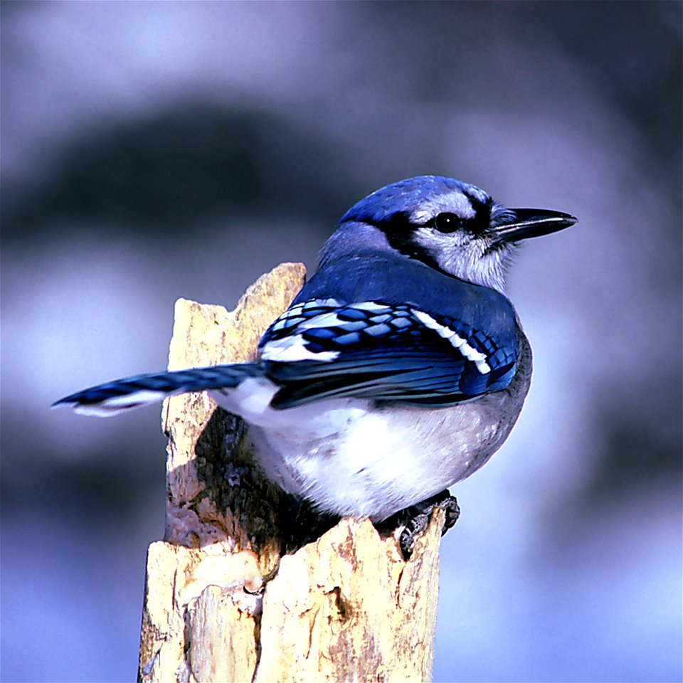 Blue Jay (Cyanocitta cristata) – DeSoto National Wildlife Refuge