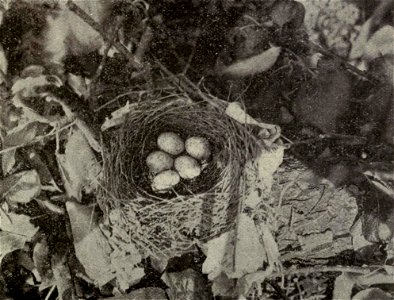 Cyanocitta cristata nest. Original caption: "No. 16. Nest and five eggs of Jaybird and apple tree." photo