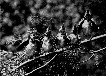 YOUNG FISH-HAWKS ABOUT TO LEAVE THEIR NEST: GARDINER'S ISLAND, NEW YORK. Photograph by Frank M. Chapman, and from his book, "Camps and Cruises of an Ornithologist". Note: the birds are Cyanocitta cr photo