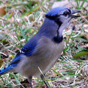 A Blue Jay (Cyanocitta cristata) eating peanuts from the ground.Photo taken with a Panasonic Lumix DMC-FZ50 in Caldwell County, NC, USA. photo