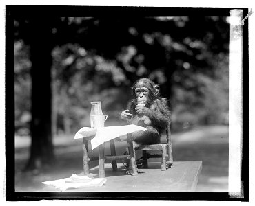 Title: Baby chimpanzee at zoo Abstract/medium: National Photo Company Collection (Library of Congress) Physical description: 1 negative : photo