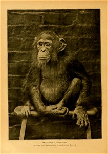 CHIMPANZEE. (.S« m,. 49-5S.) (Frow the LU'ing Specimen in the Zoological GanUiis, io)i(!oii.) photo