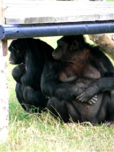 Image title: Chimpanzees Image from Public domain images website, http://www.public-domain-image.com/full-image/fauna-animals-public-domain-images-pictures/monkeys-public-domain-images-pictures/chimpa photo