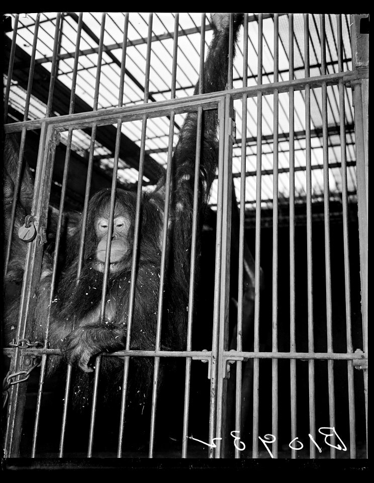 Title: Chimpanzee
Abstract/medium: 1 negative : glass ; 4 x 5 in. or smaller