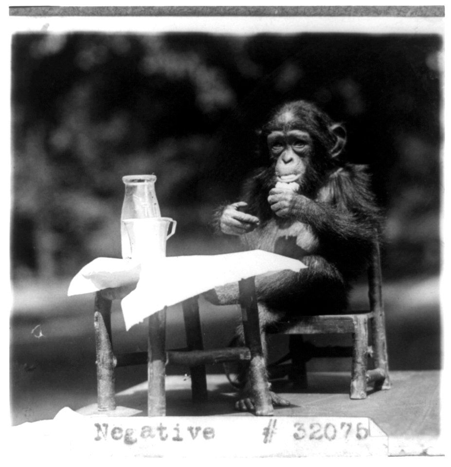 Title: Chimpanzee seated at table with bottle and glass at the National Zoo, Washington, D.C.
Abstract/medium: 1 photographic print.
