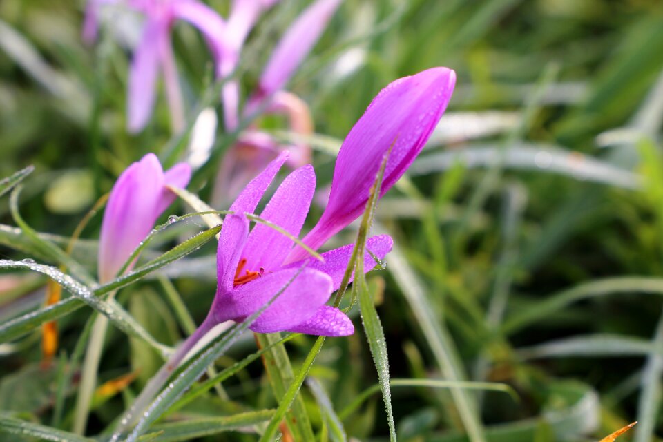 Flowers plant green grass