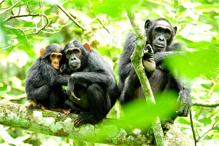 Uganda boasts an extraordinary diversity of habitats, scenery, and wildlife species. The string of protected areas along Uganda's western border with the Democratic Republic of Congo, in the Albertine photo