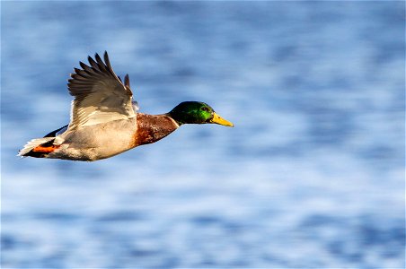 Drake mallard at Upper Mississippi River National Wildlife and Fish Refuge. Photo courtesy of Stan Bousson.