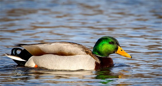 Drake mallard at Upper Mississippi River National Wildlife and Fish Refuge. Photo courtesy of Stan Bousson.