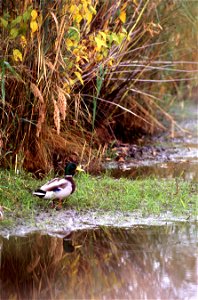A Mallard (Anas platyrhynchos), also known as the wild duck.

"Wetland and streamside vegetation serves as a buffer to filter excess nutrients from water running off agricultural land."