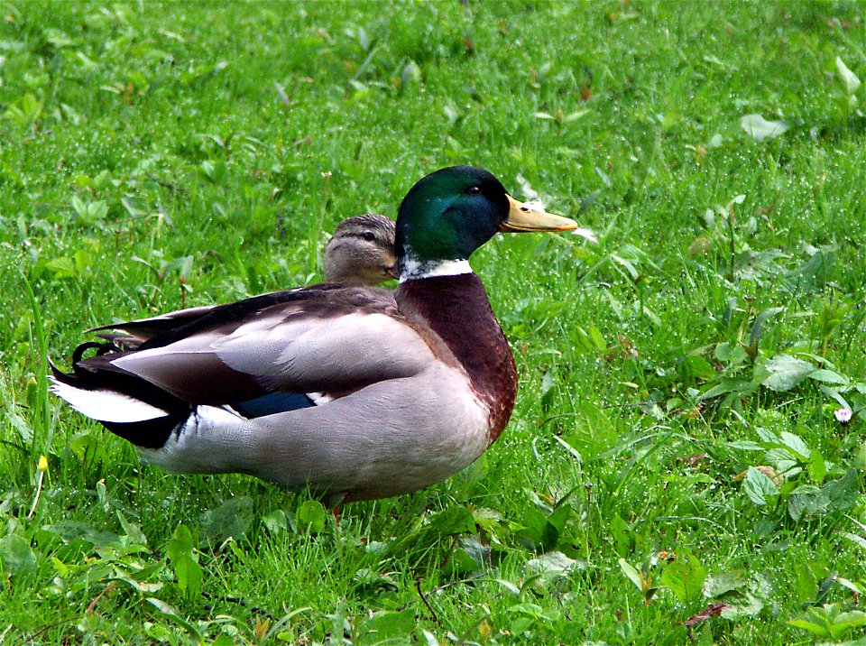 Mallard (Anas platyrhynchos), male. Picture taken in Eslöv, Sweden.