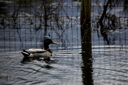 Mallard in the Willamette Valley.

You are free to use this photo with the following credit: Joseph Sands, USFWS