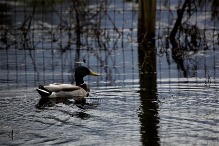 Mallard in the Willamette Valley. You are free to use this photo with the following credit: Joseph Sands, USFWS photo