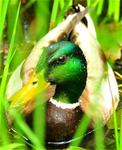 Photo Credit: Tom Koerner/USFWS photo