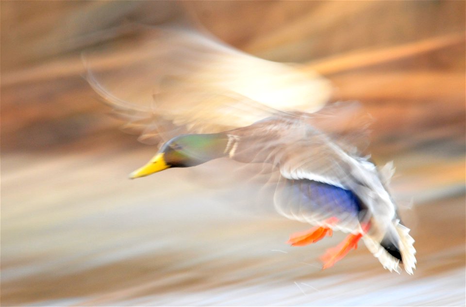 Low light conditions are typically not favorable for bird photography.  In this case, the longer exposure required of 1/30th of a second captures the movement of this drake mallard coming in for a lan