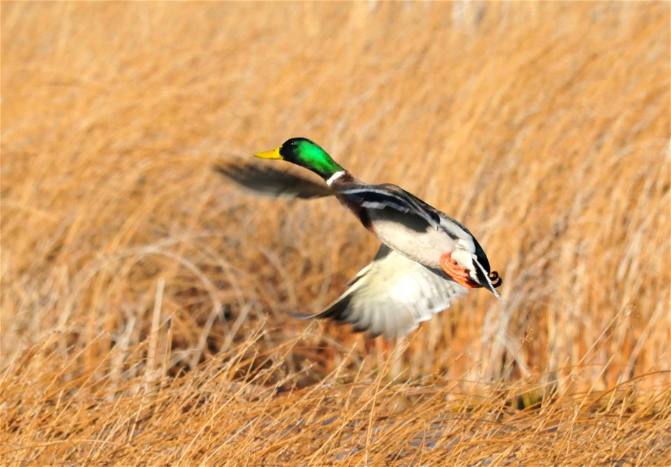 Photo: Tom Koerner/USFWS