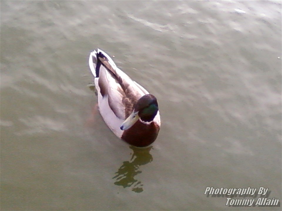 This is a photograph Thomas Allain has taken