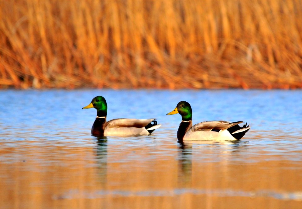Mallard drakes at sunset on Seedskadee NWR. Photo: Tom Koerner/USFWS