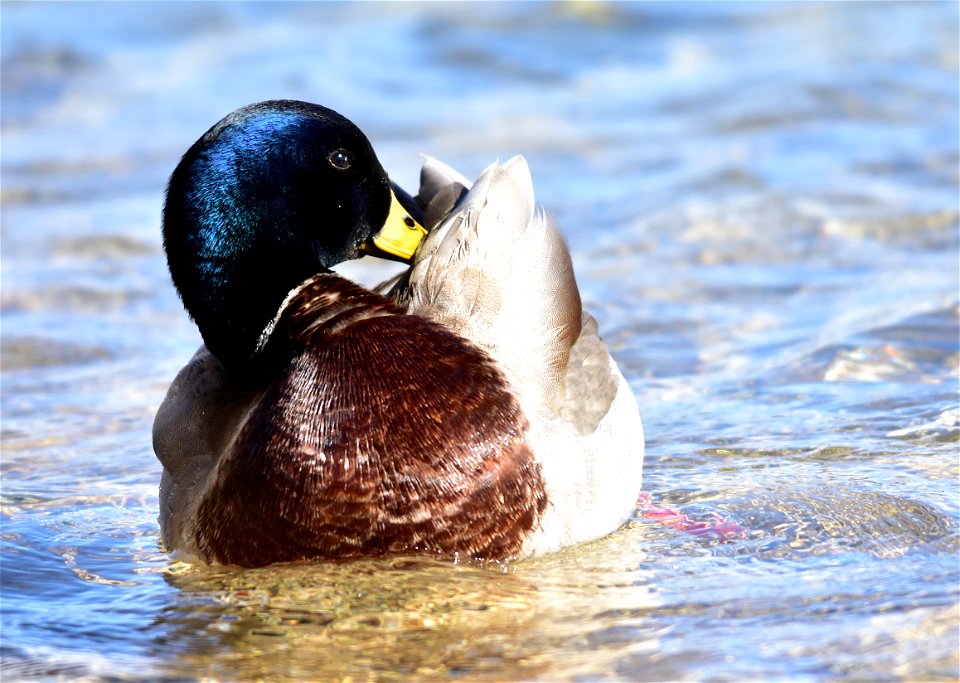 Photo: Tom Koerner/USFWS