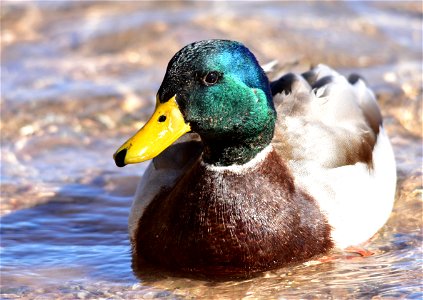 Photo: Tom Koerner/USFWS