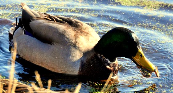 Mallards are omnivorous with diets of primarily seeds, tubers, aquatic invertebrates, and waste grain. They have been known to eat fish, crayfish, and frogs. This drake was gorging on leopard frogs photo