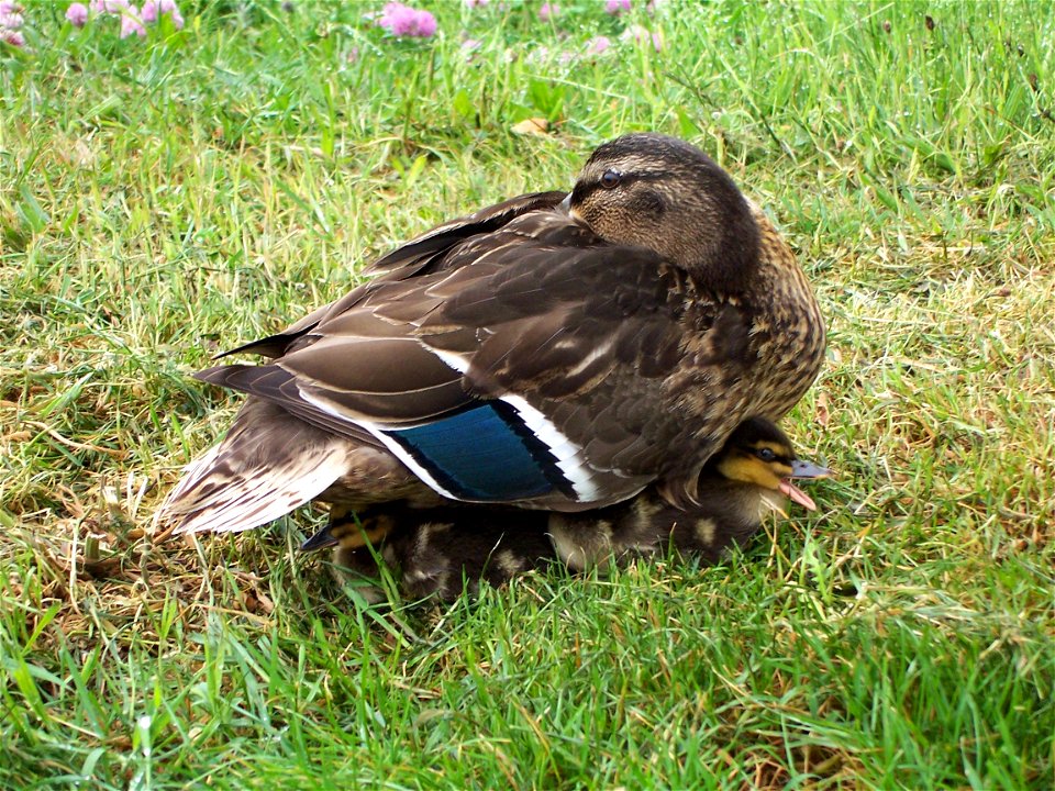 Little ducks and their mother