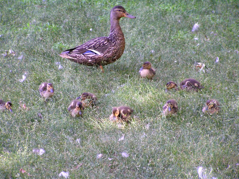 Female mallard duck with her kids at a pond in central New Jersey. I took this photo.
