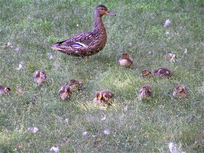 Female mallard duck with her kids at a pond in central New Jersey. I took this photo.