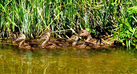 Photo: Tom Koerner/USFWS