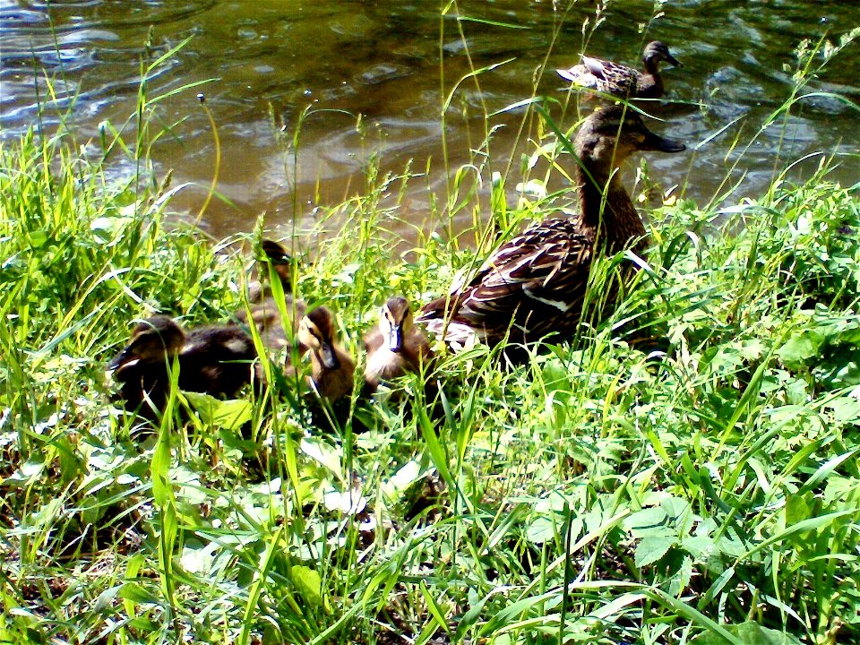 Mallard and ducklings in park of Saint-Petersburg, Northwestern Russia.
