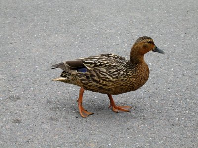 Canadian Duck photo