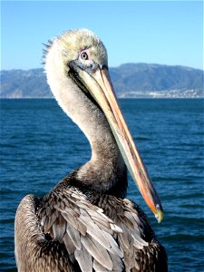 A photo of a Pelican in Los Angeles California