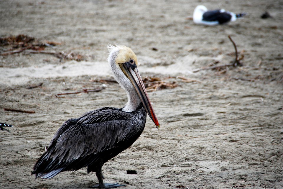 A Brown Pelican at Laguna Beach near the Pacific Ocean in Southern California. photo